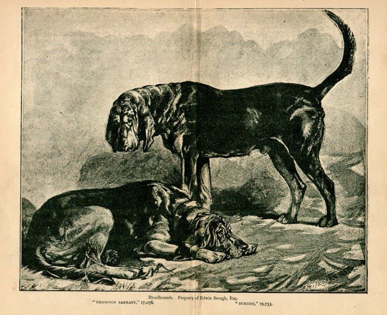 Bloodhound e Jack Lo Squartatore